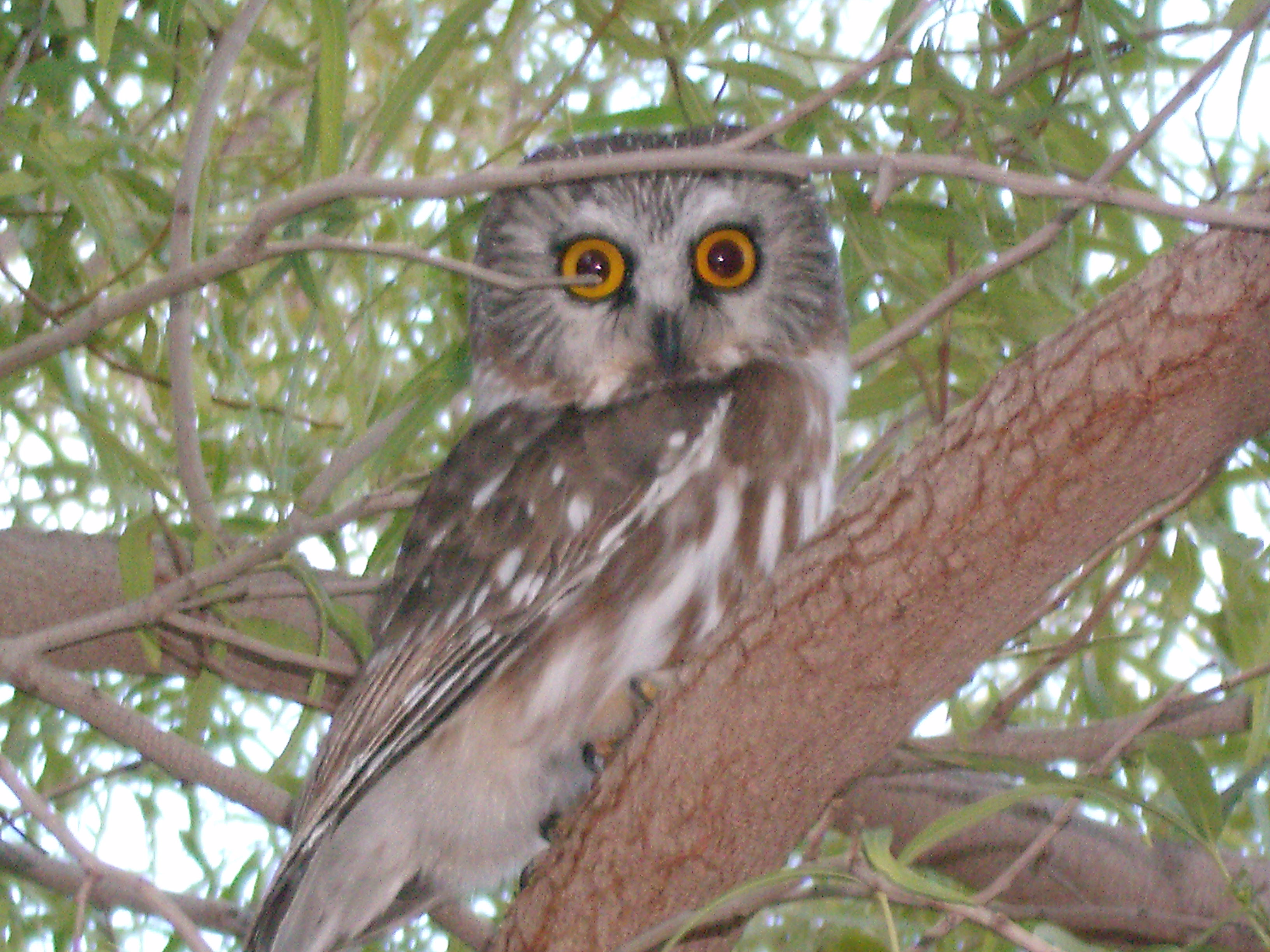 owl